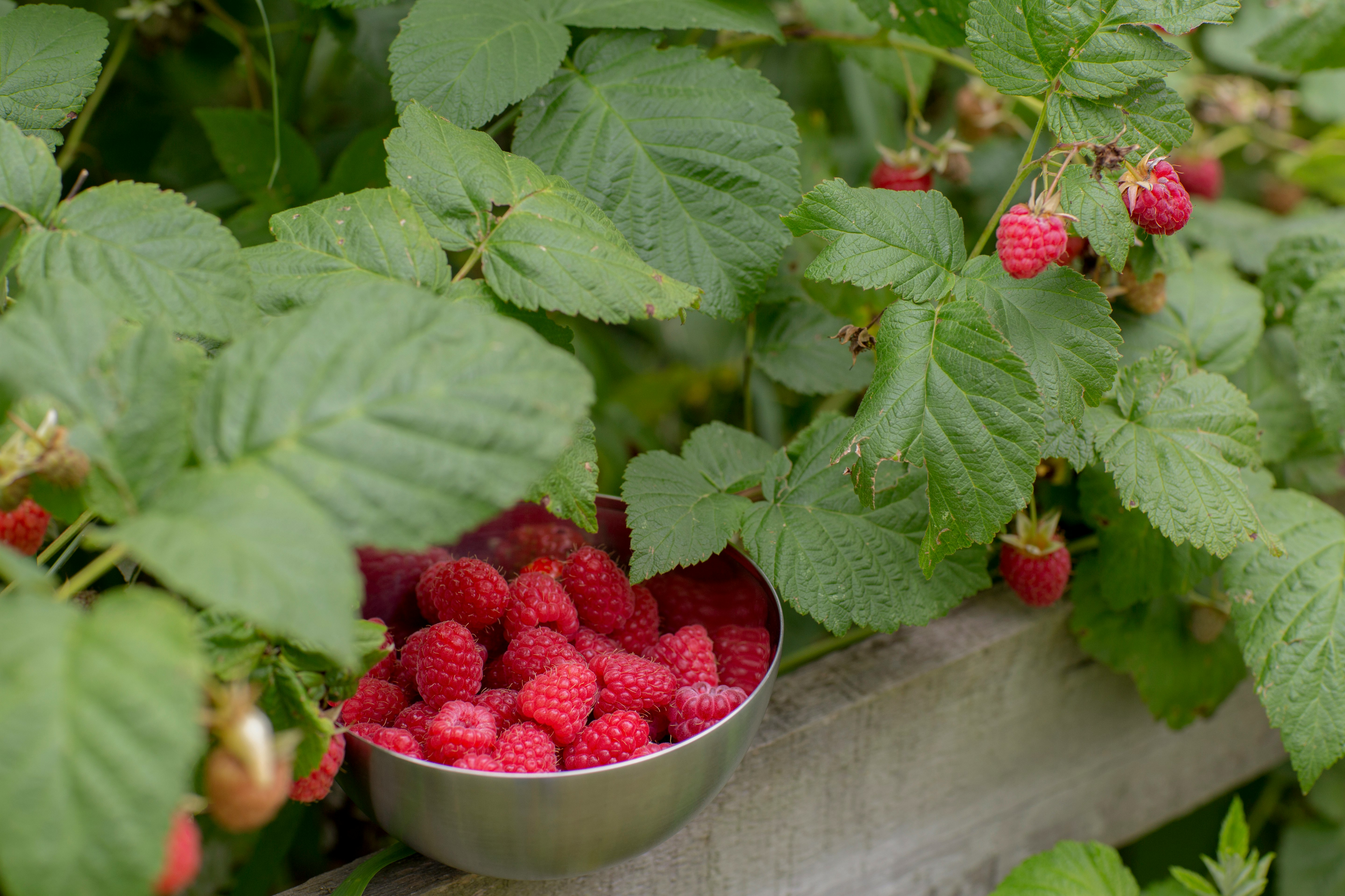 red raspberry on gray steel bowl